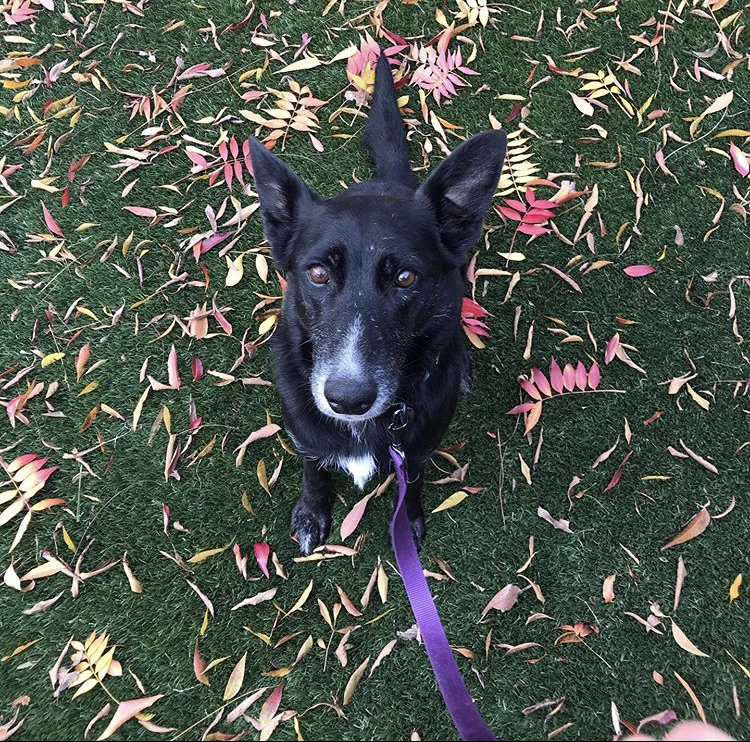 Erin's dog named Sukha. A German shepard/lab mix for about and coaching